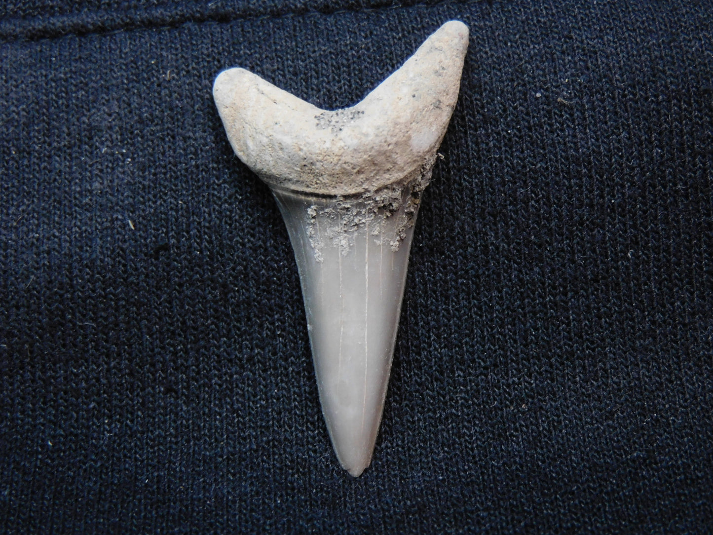 1.7"  Mako Shark Tooth