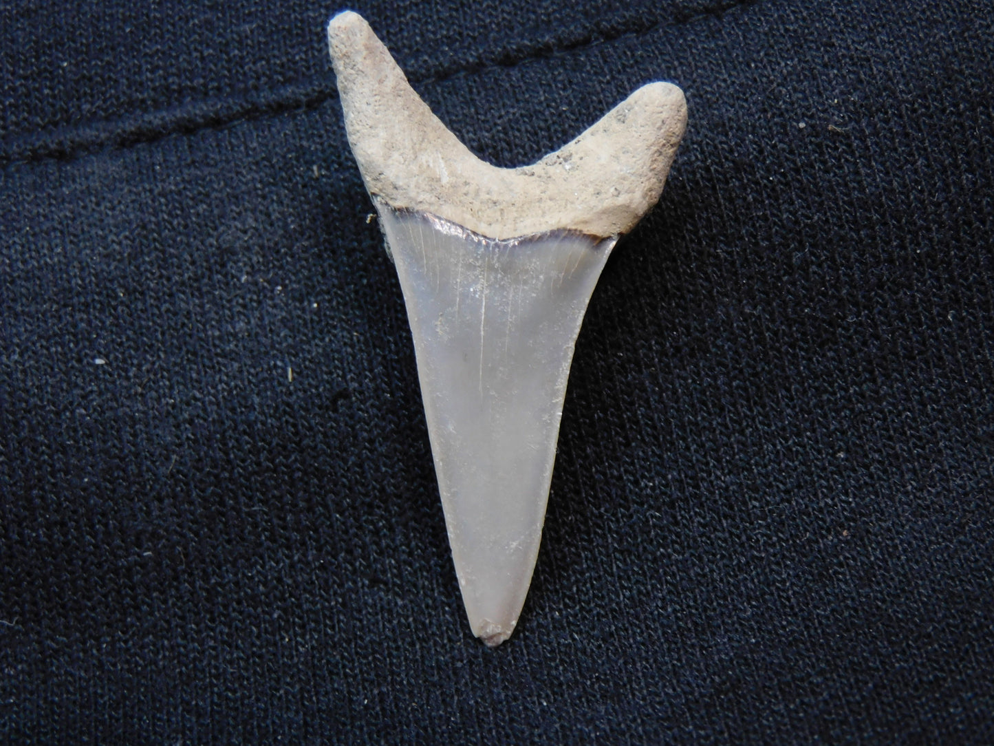 1.7"  Mako Shark Tooth