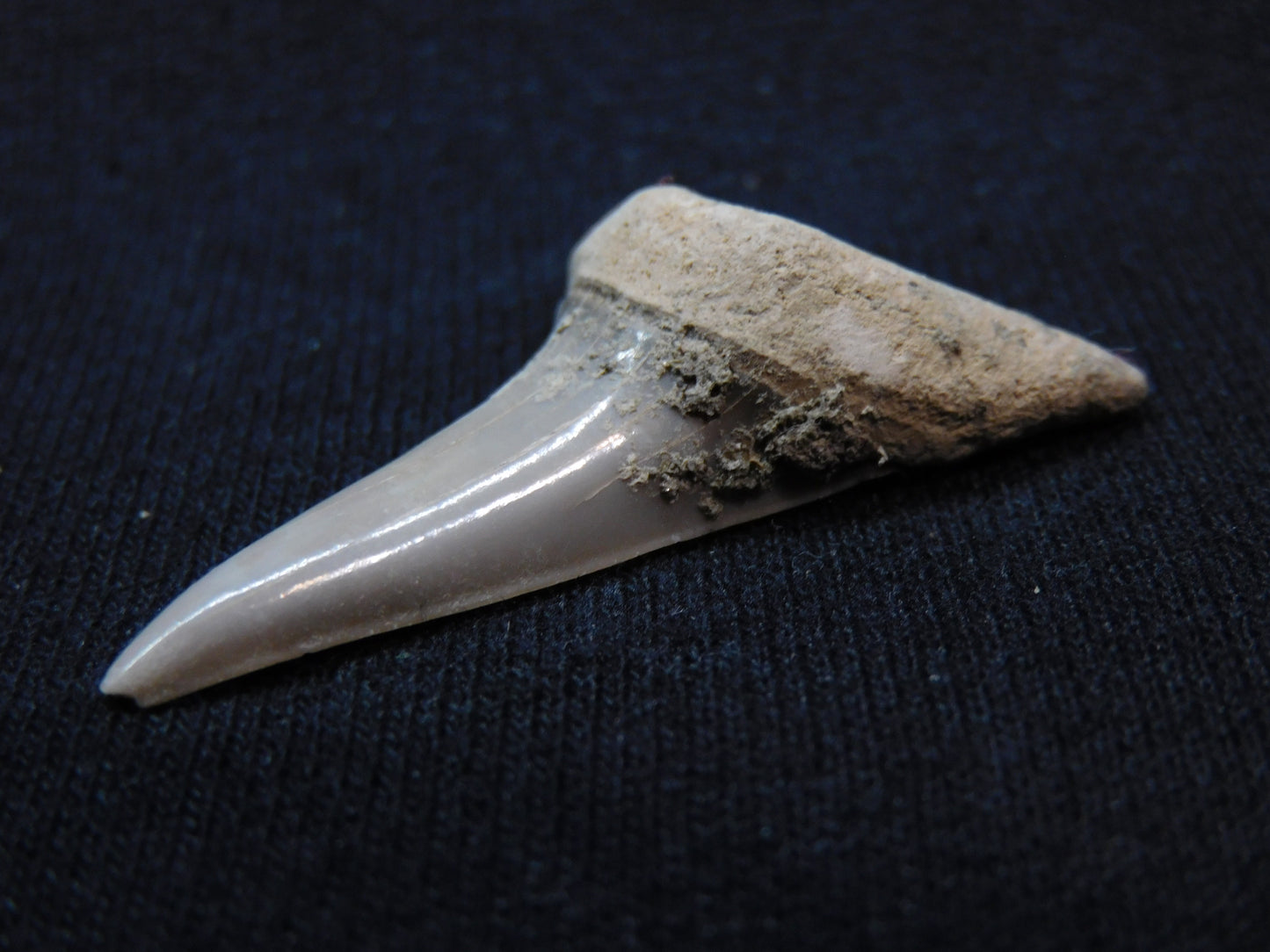 1.7"  Mako Shark Tooth