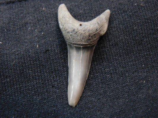 1.5"  Mako Shark Tooth