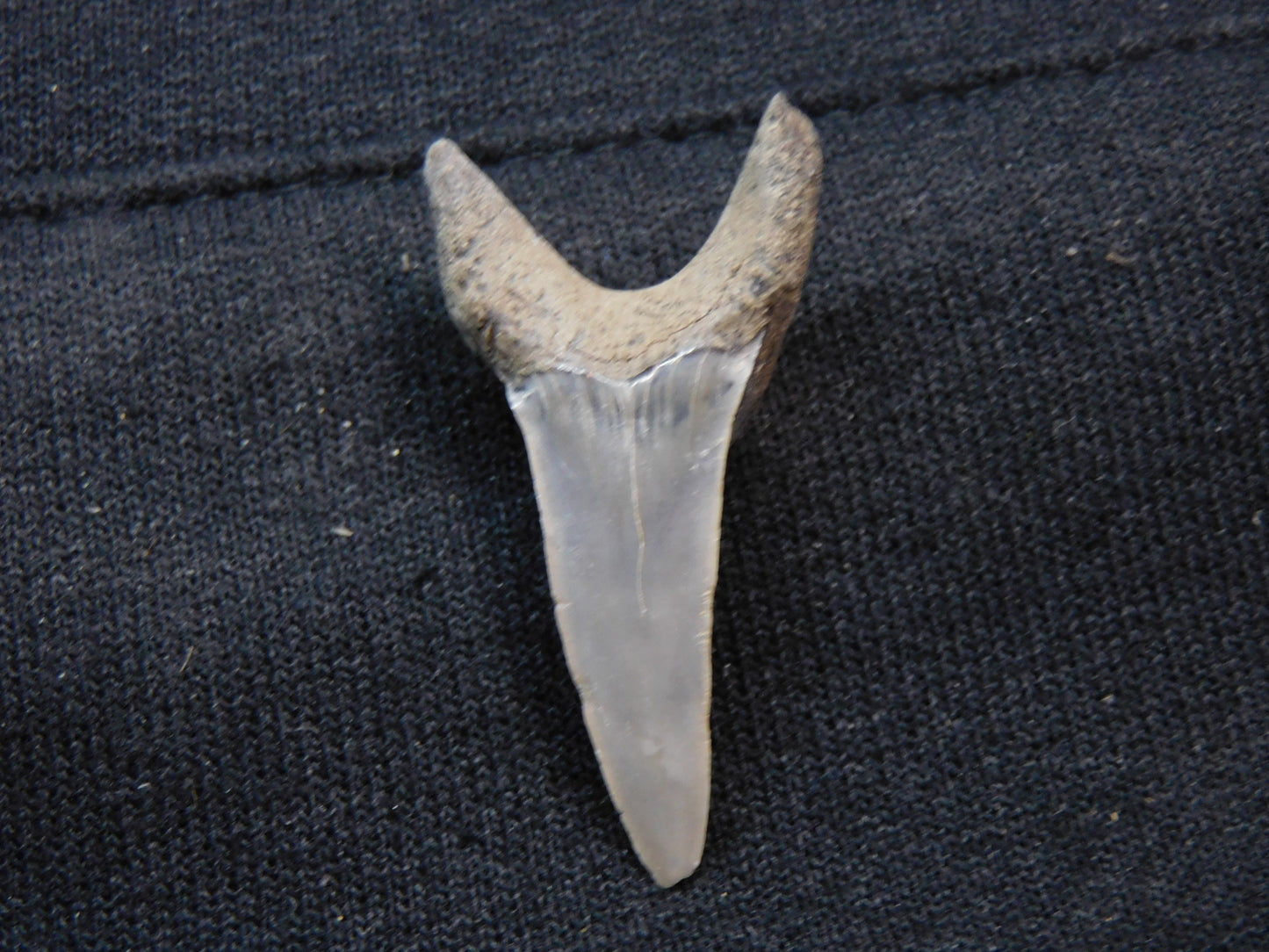 1.5"  Mako Shark Tooth