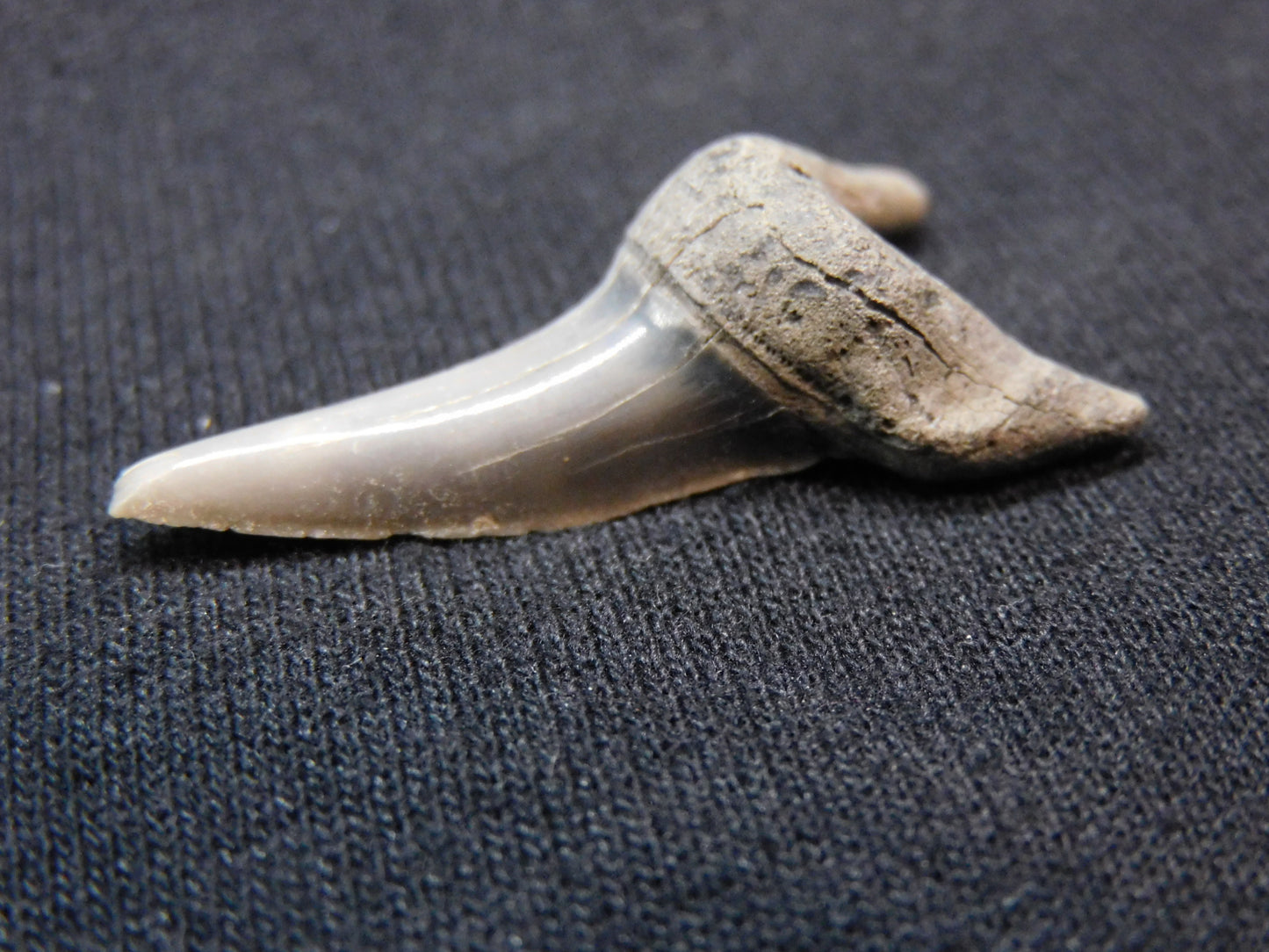 1.5"  Mako Shark Tooth