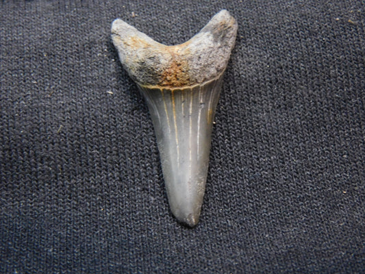 1.37"  Mako Shark Tooth