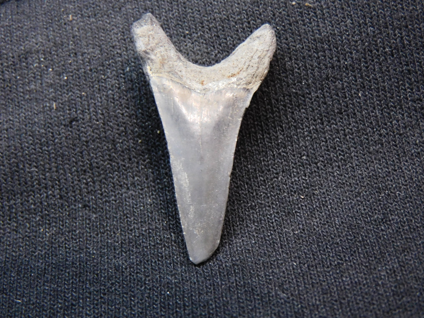 1.37"  Mako Shark Tooth