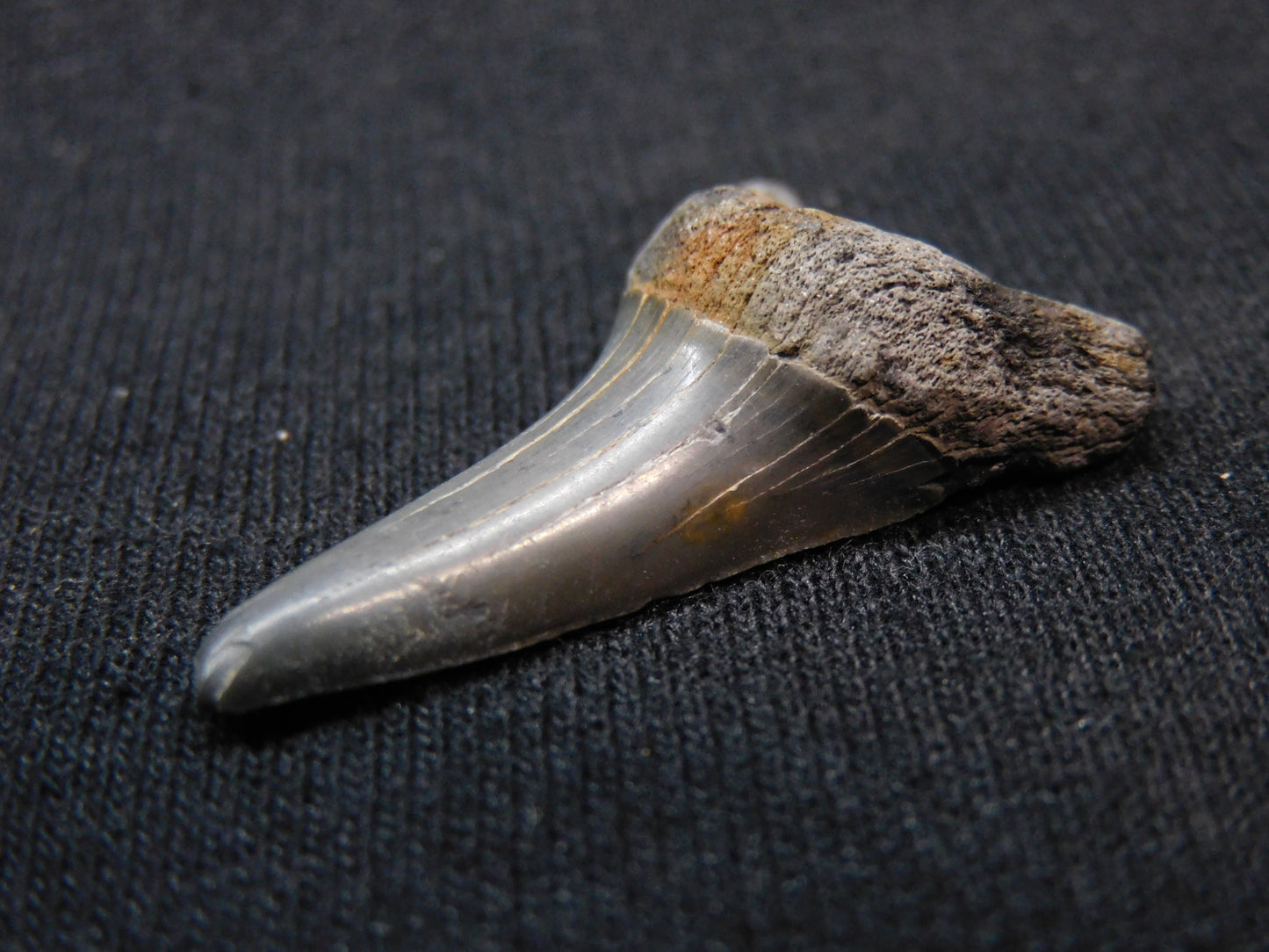 1.37"  Mako Shark Tooth