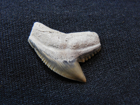 Tiger Shark Tooth