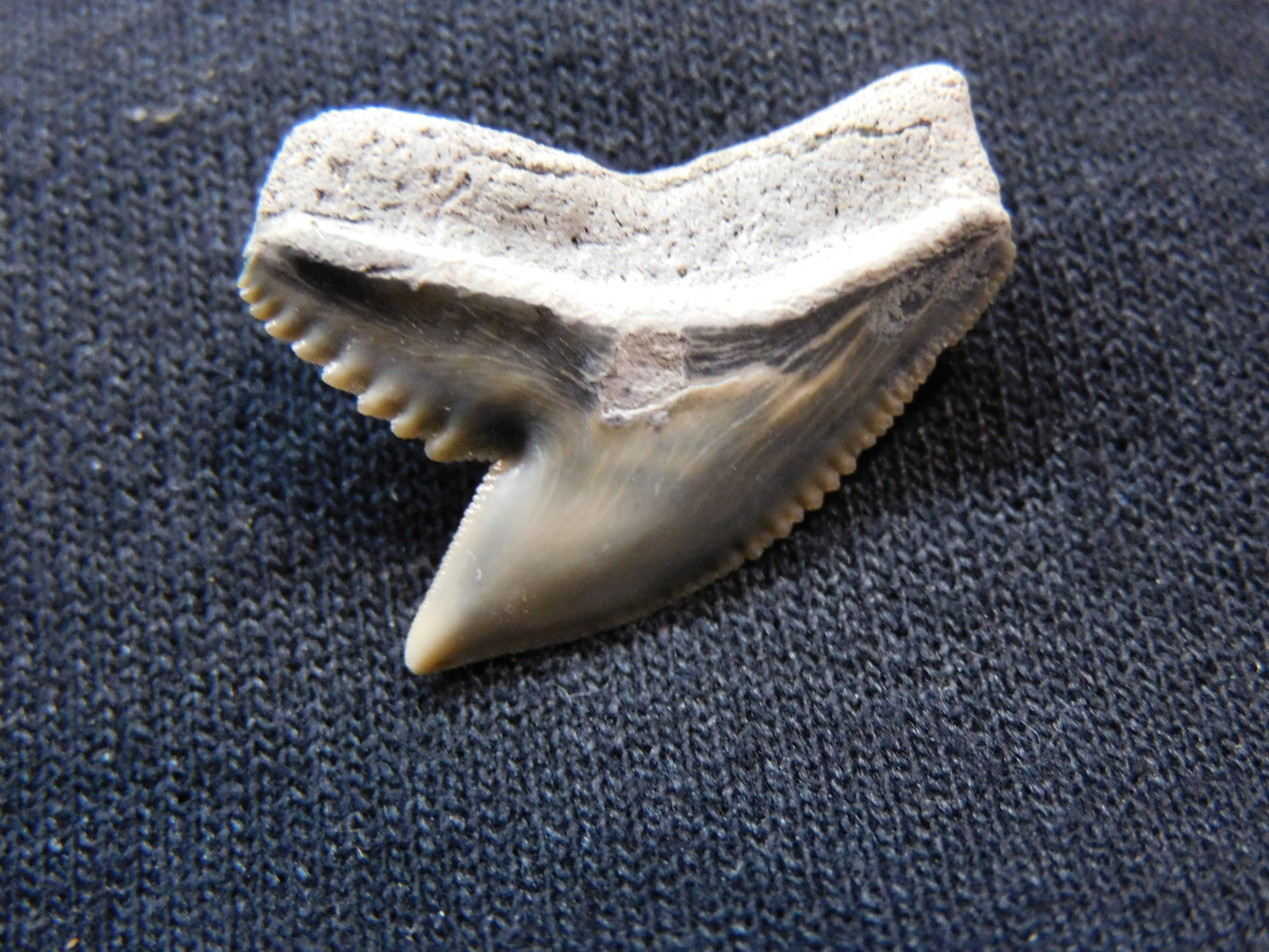 Tiger Shark Tooth