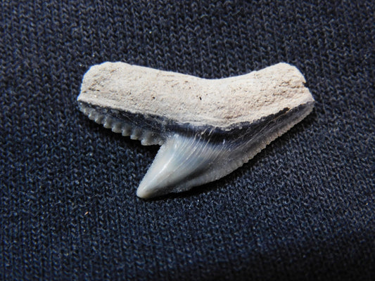 Tiger Shark Tooth