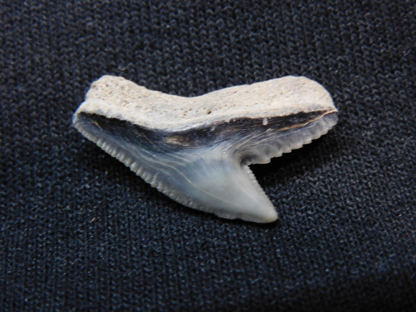 Tiger Shark Tooth