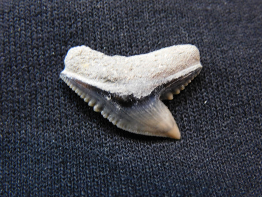 Tiger Shark Tooth