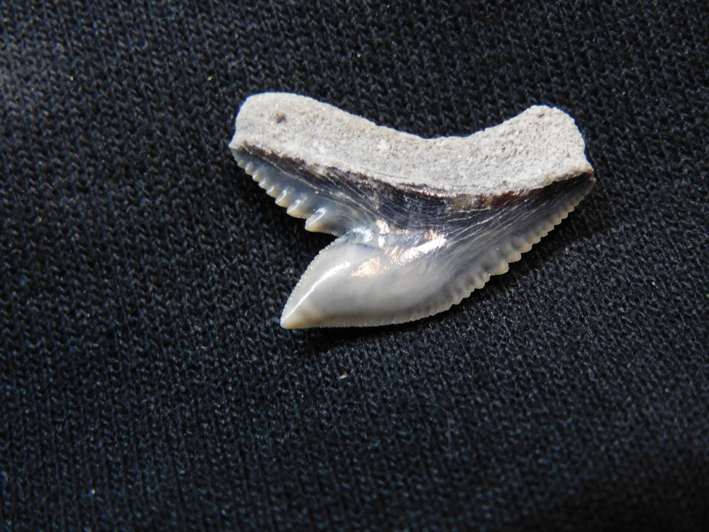 Tiger Shark Tooth