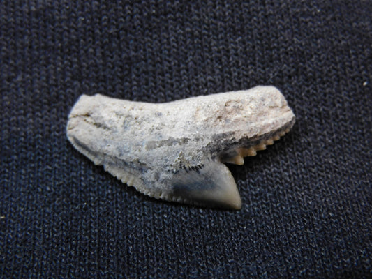 Tiger Shark Tooth