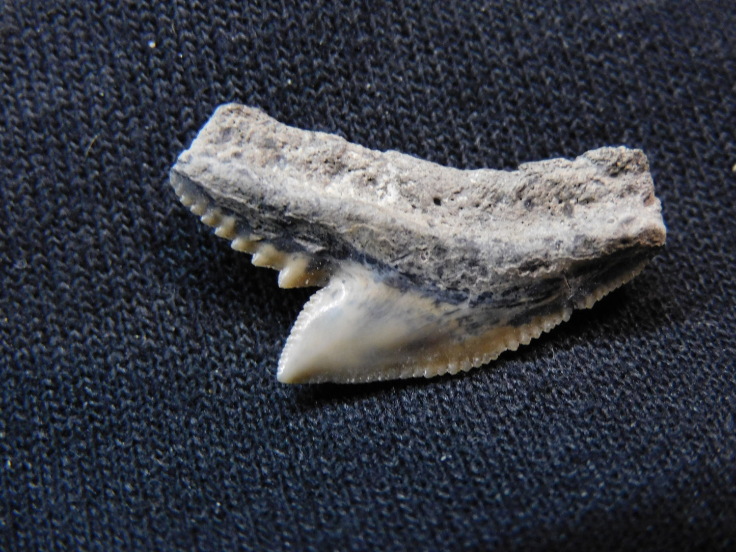 Tiger Shark Tooth