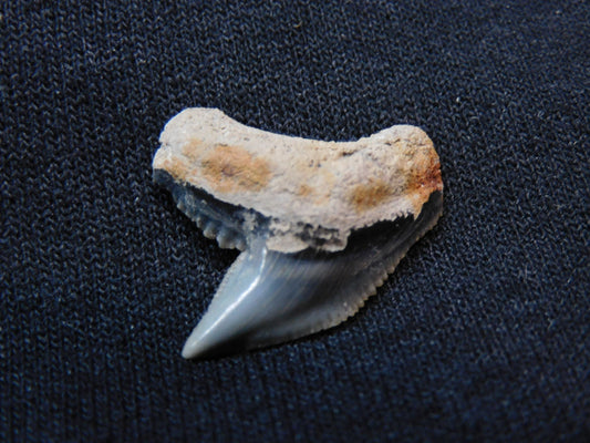 Tiger Shark Tooth