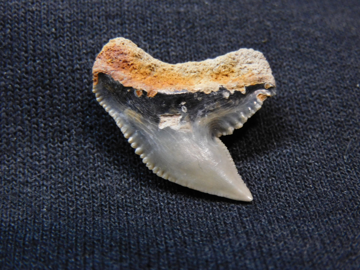 Tiger Shark Tooth