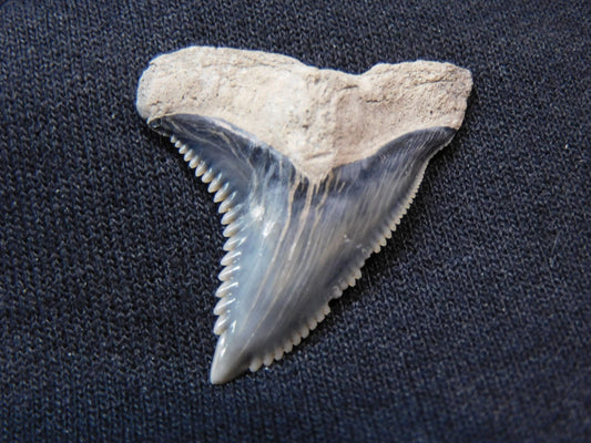 1.5" Hemipristis Shark Tooth