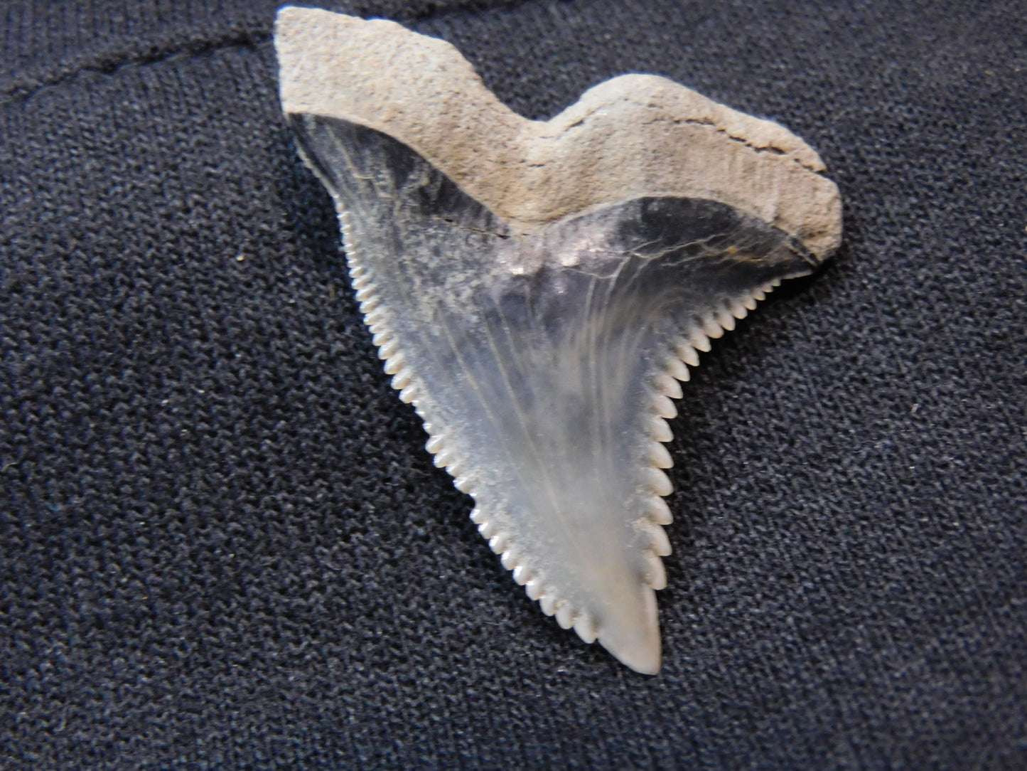 1.5" Hemipristis Shark Tooth