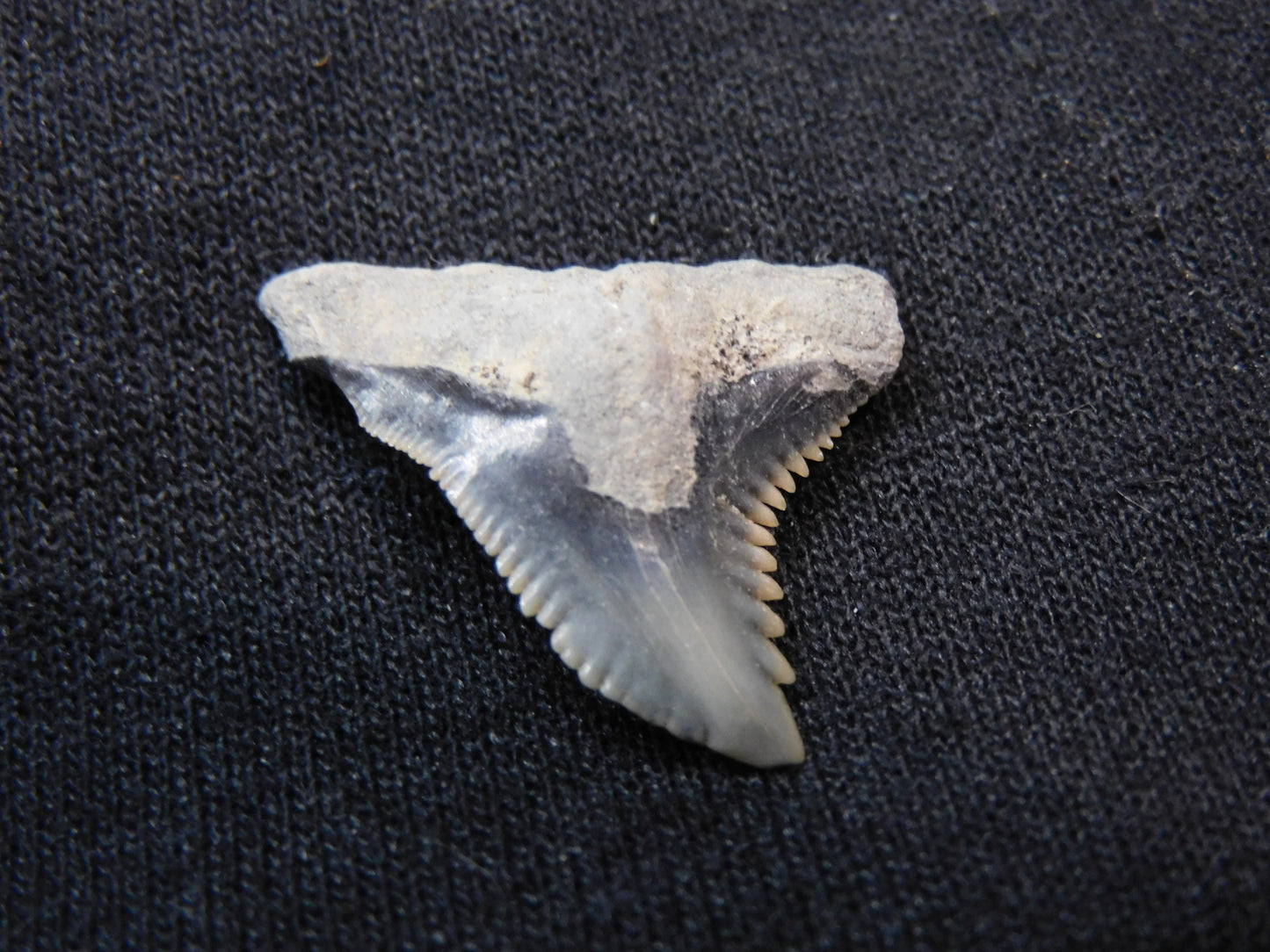 1." Hemipristis Shark Tooth