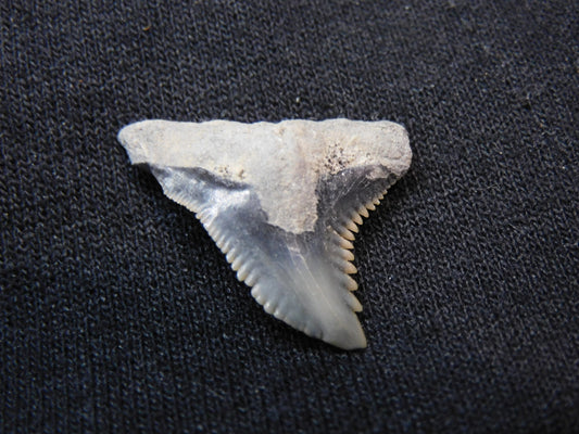 1." Hemipristis Shark Tooth