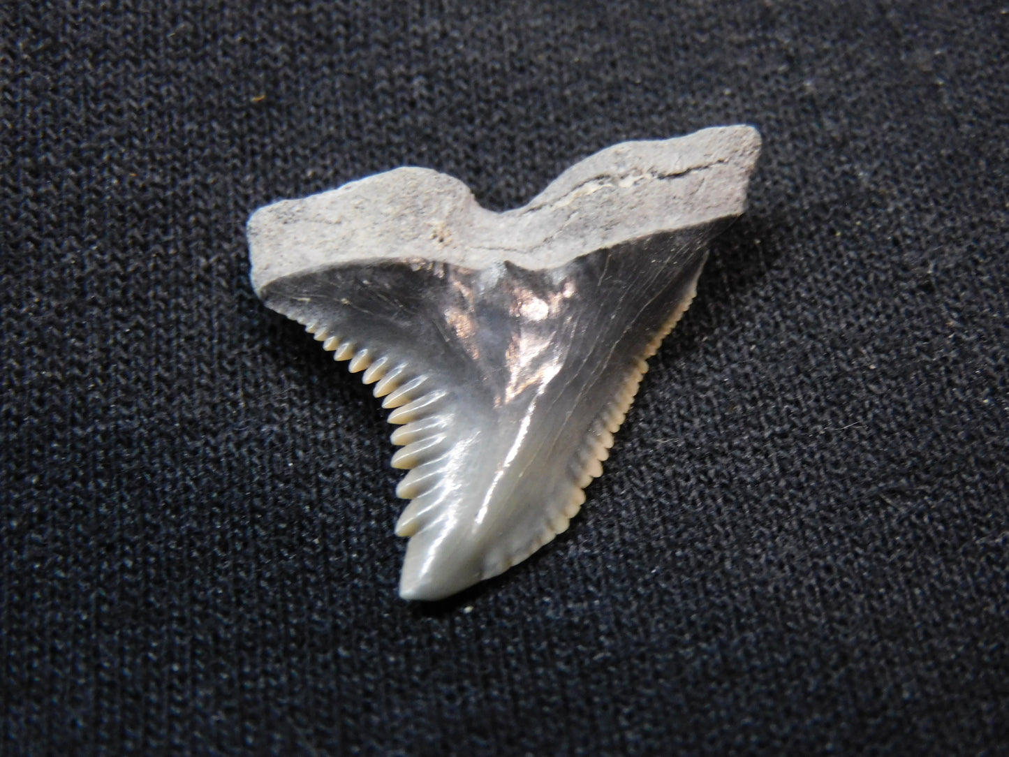 1." Hemipristis Shark Tooth