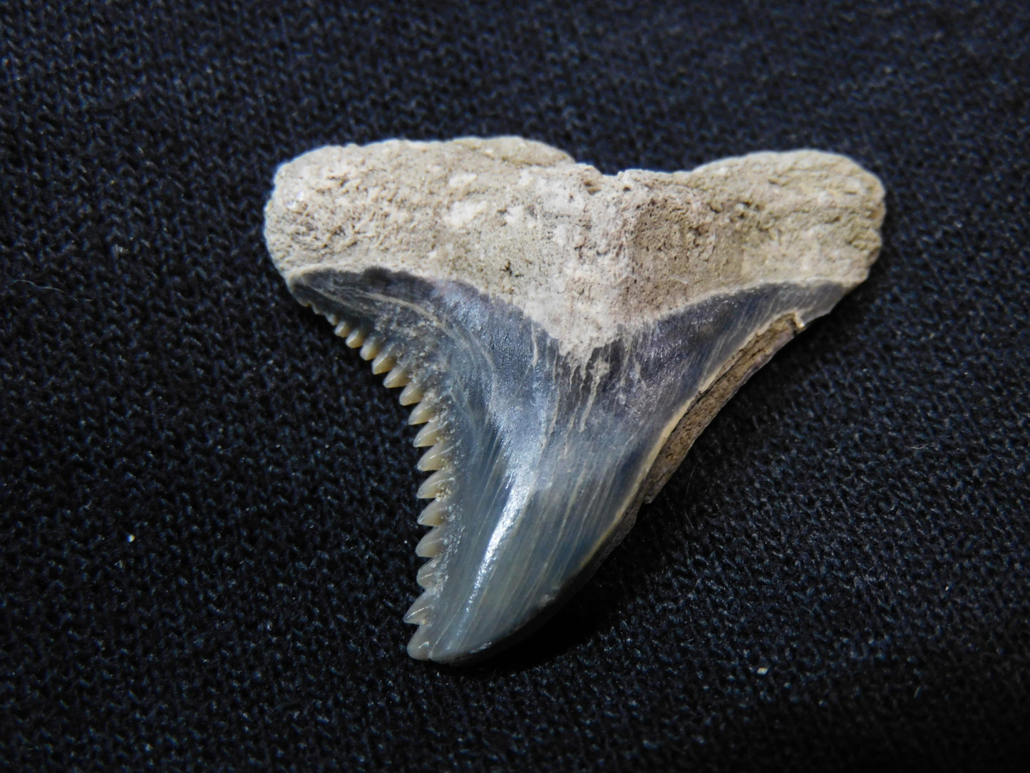 1.1" Hemipristis Shark Tooth