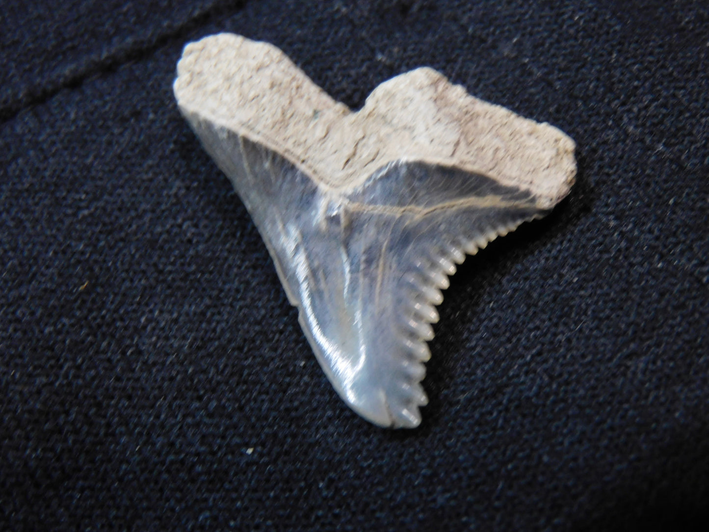 1.1" Hemipristis Shark Tooth