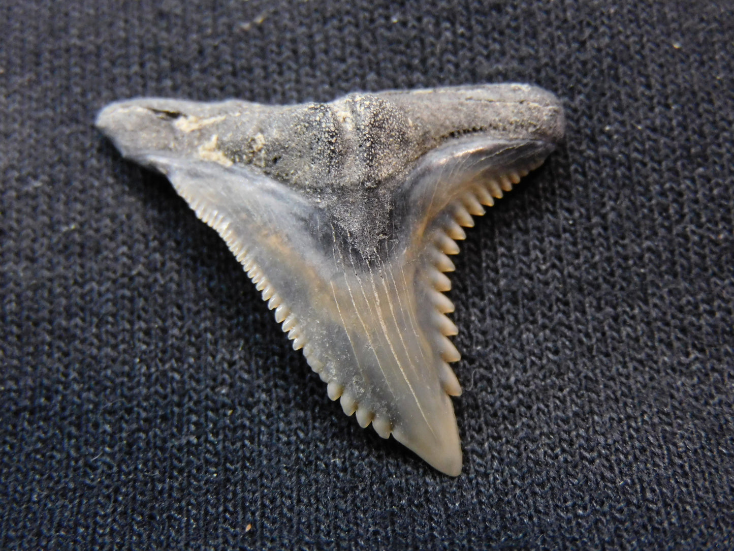 1.2" Hemipristis Shark Tooth