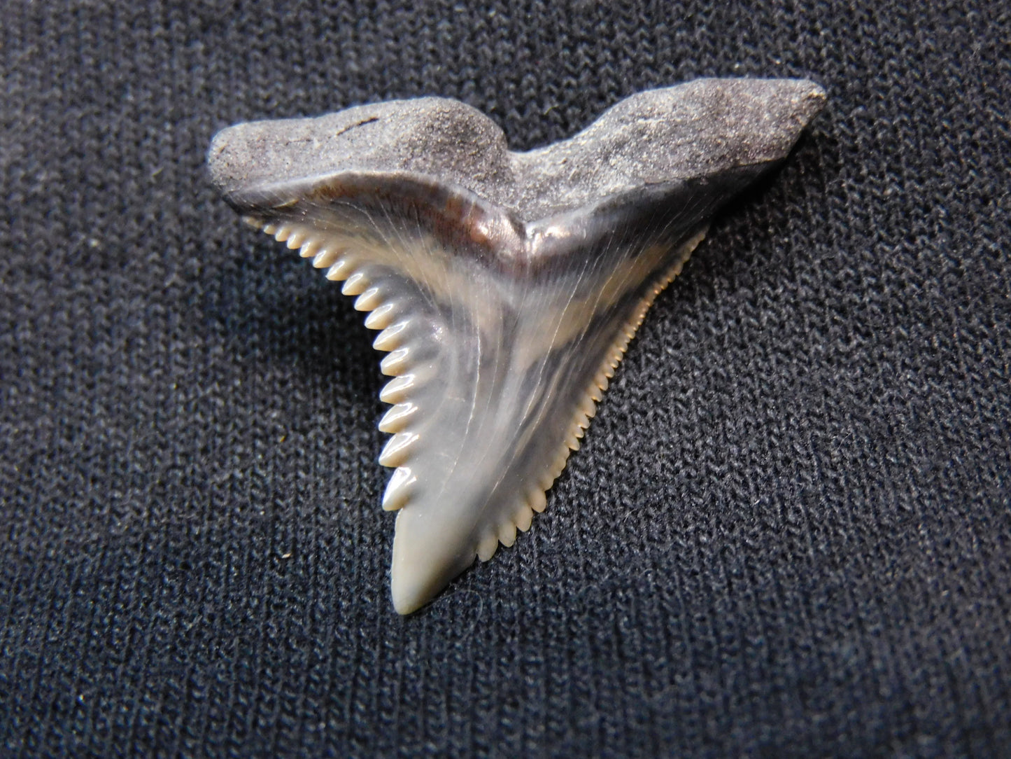 1.2" Hemipristis Shark Tooth