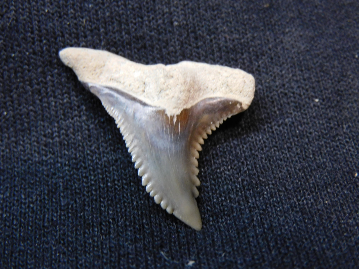 1.1" Hemipristis Shark Tooth