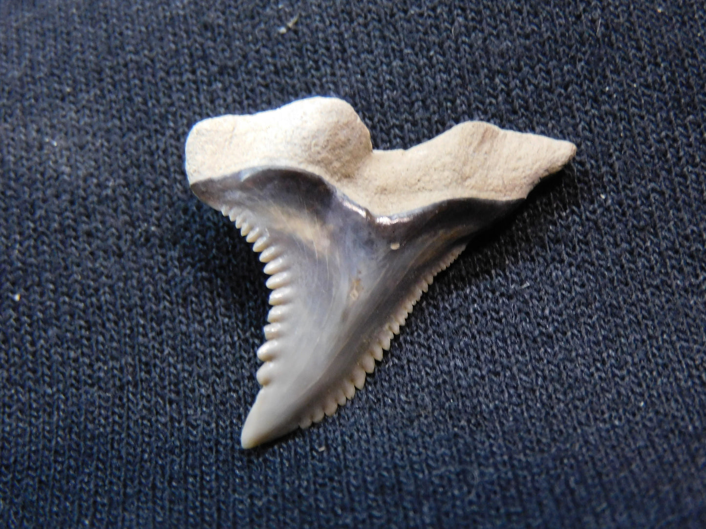 1.1" Hemipristis Shark Tooth