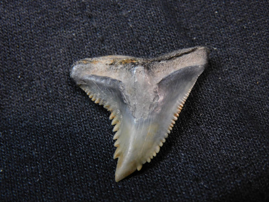 1.1" Hemipristis Shark Tooth