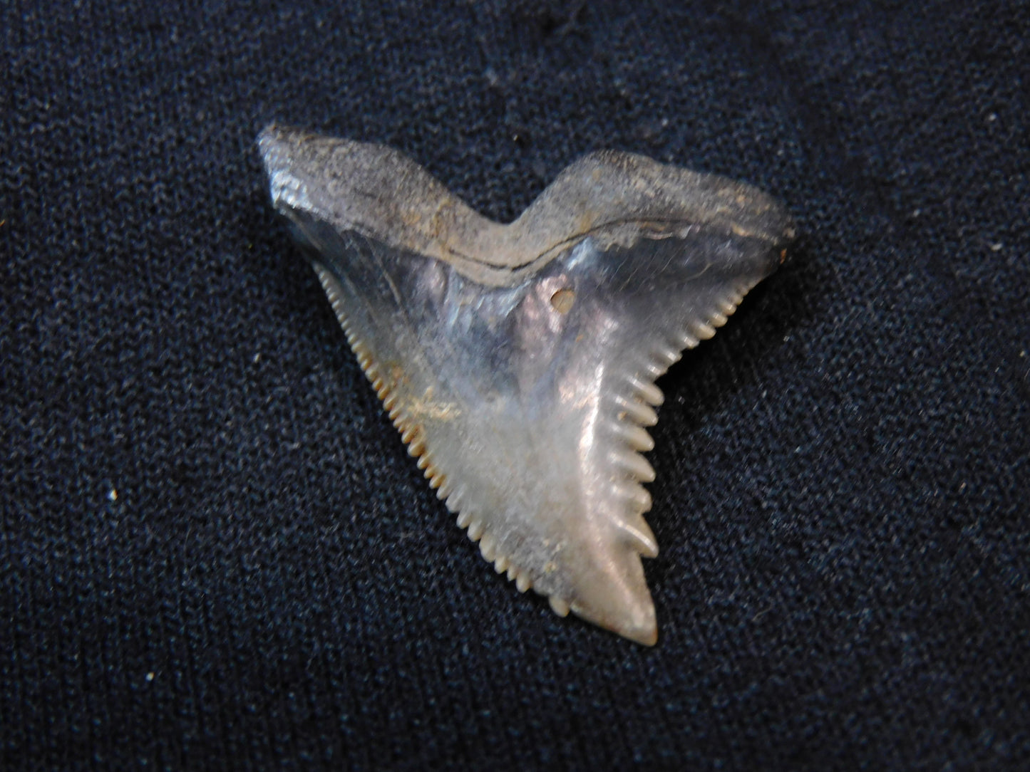 1.1" Hemipristis Shark Tooth