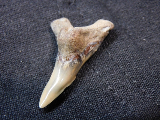 1.3" Lower Hemipristis Shark Tooth