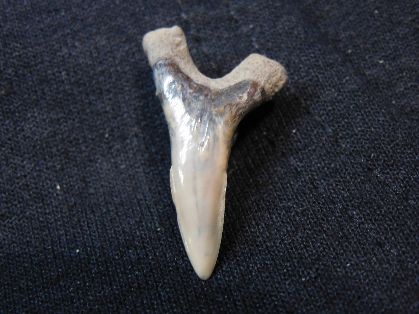 1.3" Lower Hemipristis Shark Tooth