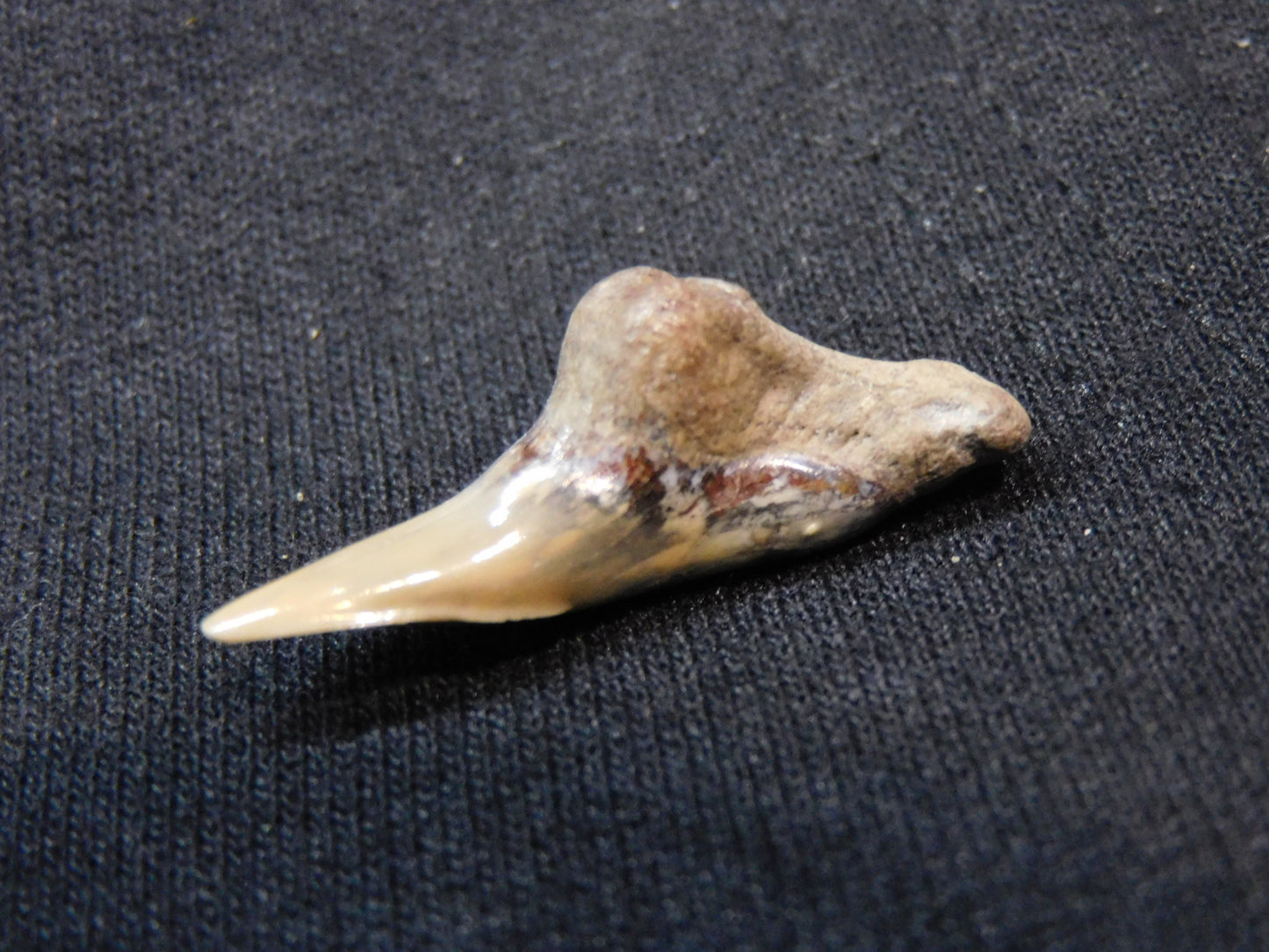 1.3" Lower Hemipristis Shark Tooth