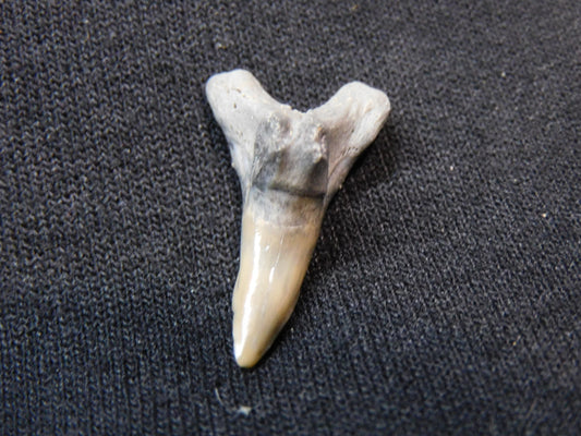 1." Lower Hemipristis Shark Tooth