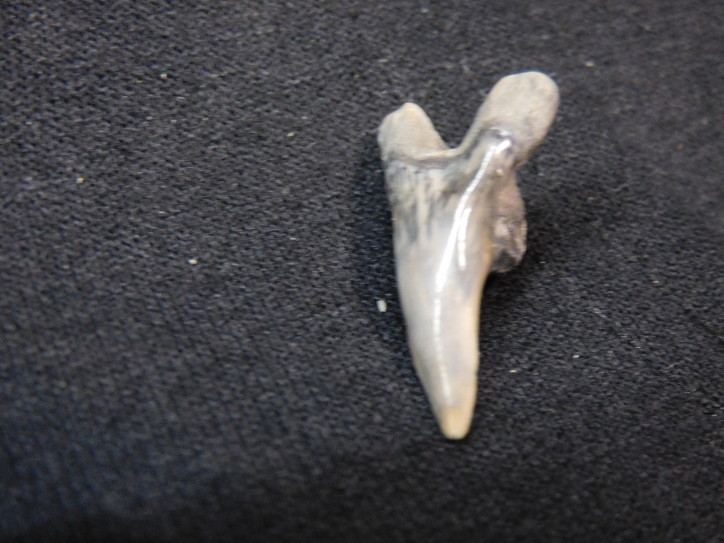 1." Lower Hemipristis Shark Tooth