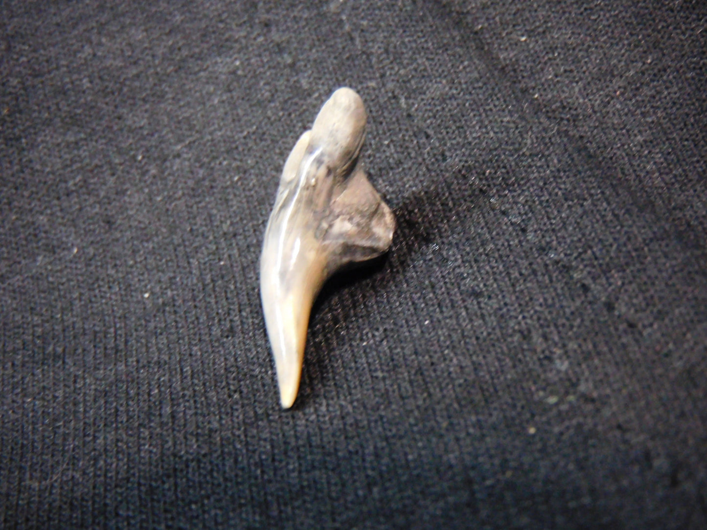 1." Lower Hemipristis Shark Tooth