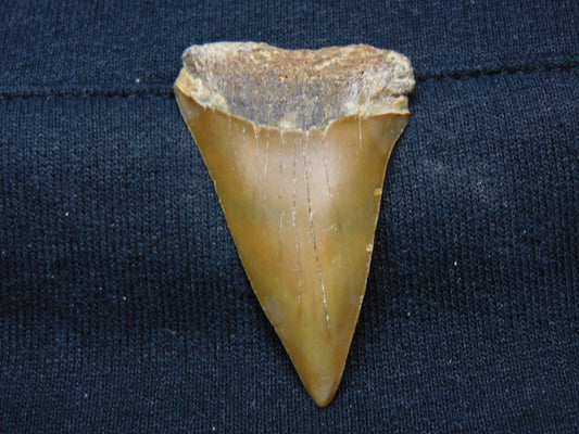 2.1" GOLDEN Hastalis Shark Tooth