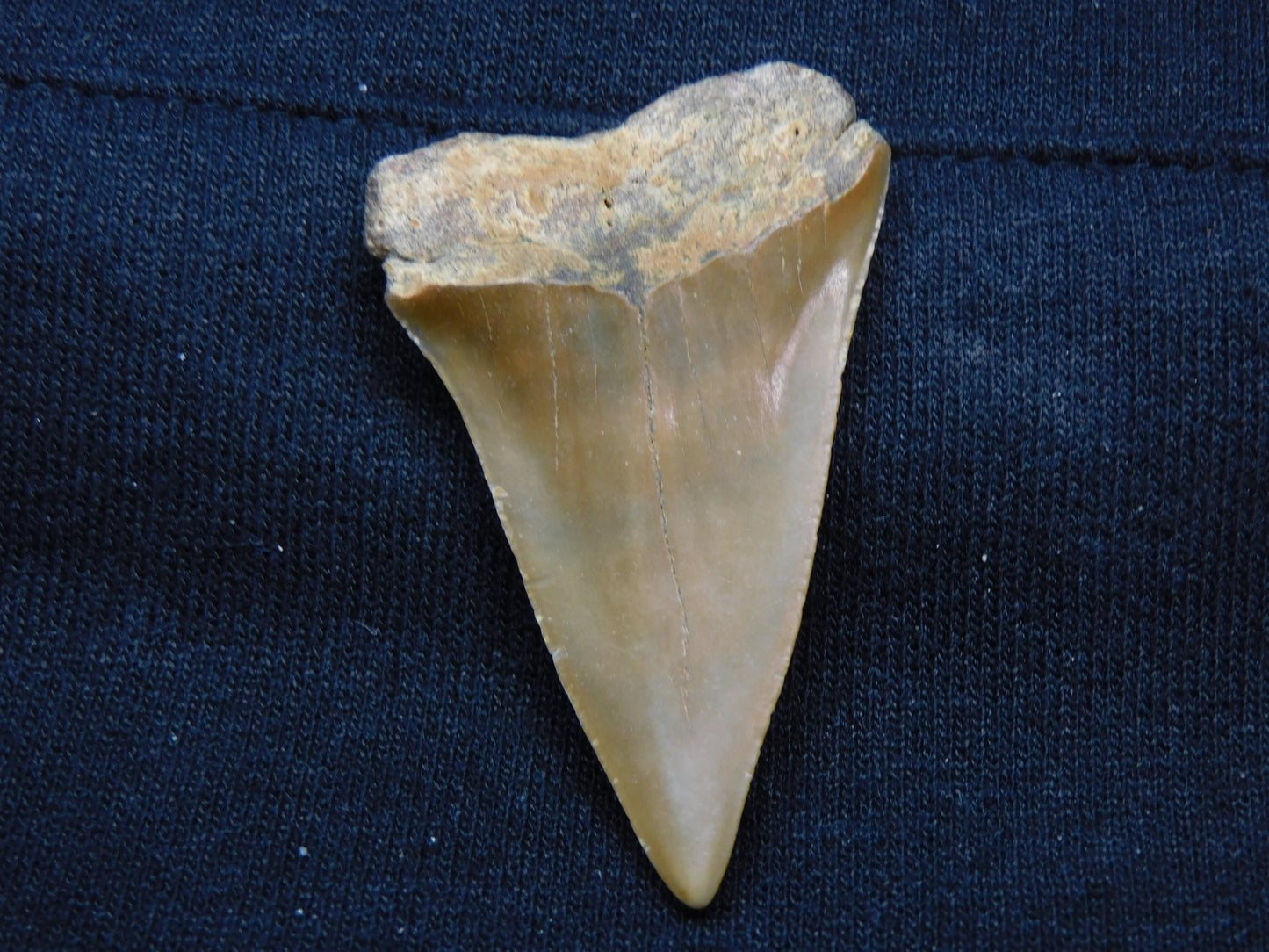 2.1" GOLDEN Hastalis Shark Tooth