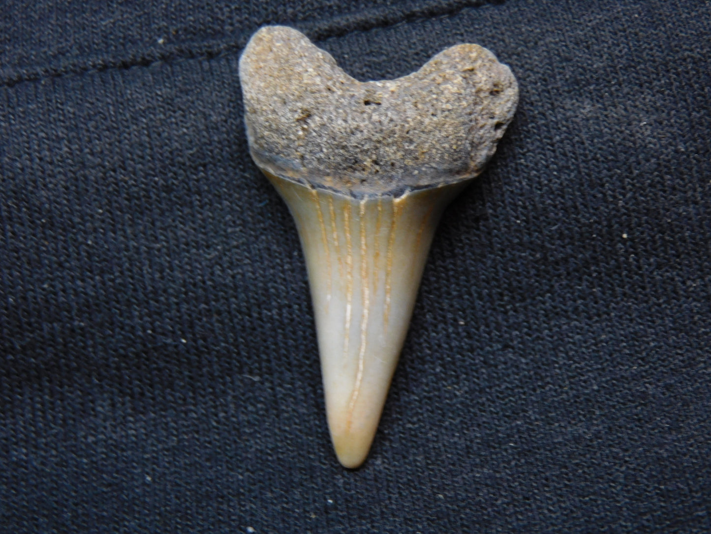 1.7" Hastalis Shark Tooth