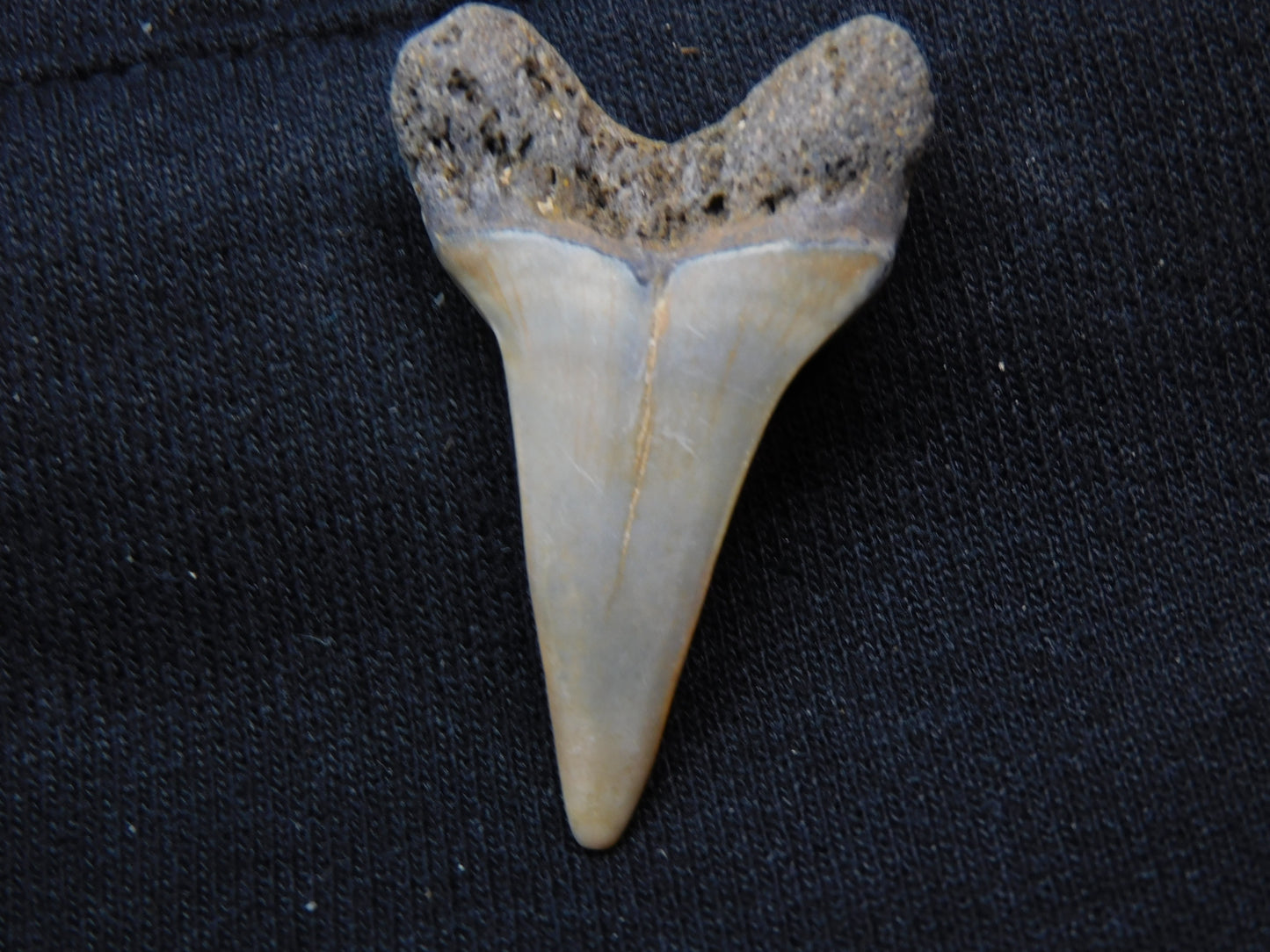 1.7" Hastalis Shark Tooth