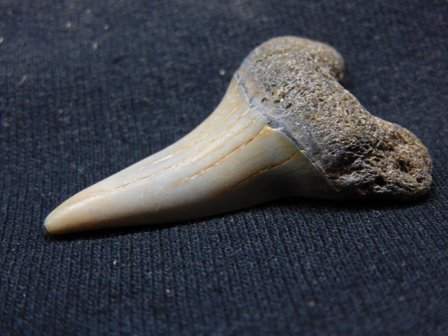 1.7" Hastalis Shark Tooth