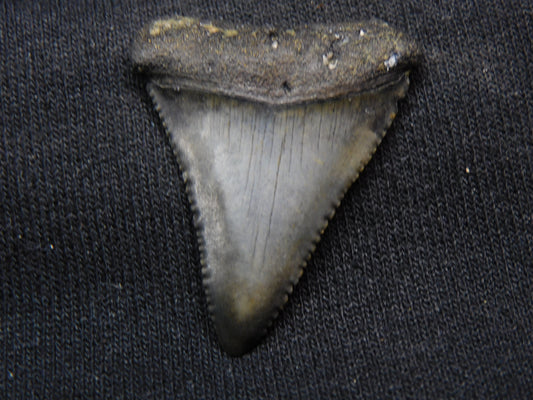 1.45"  Great White Shark Tooth