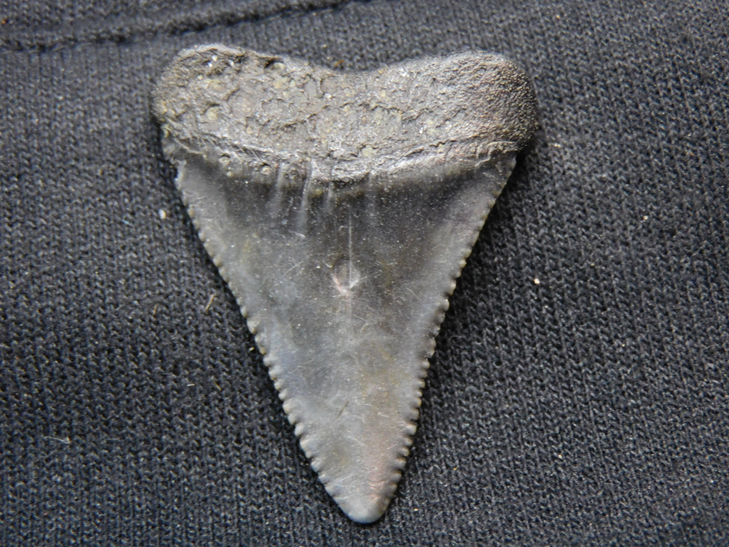 1.45"  Great White Shark Tooth