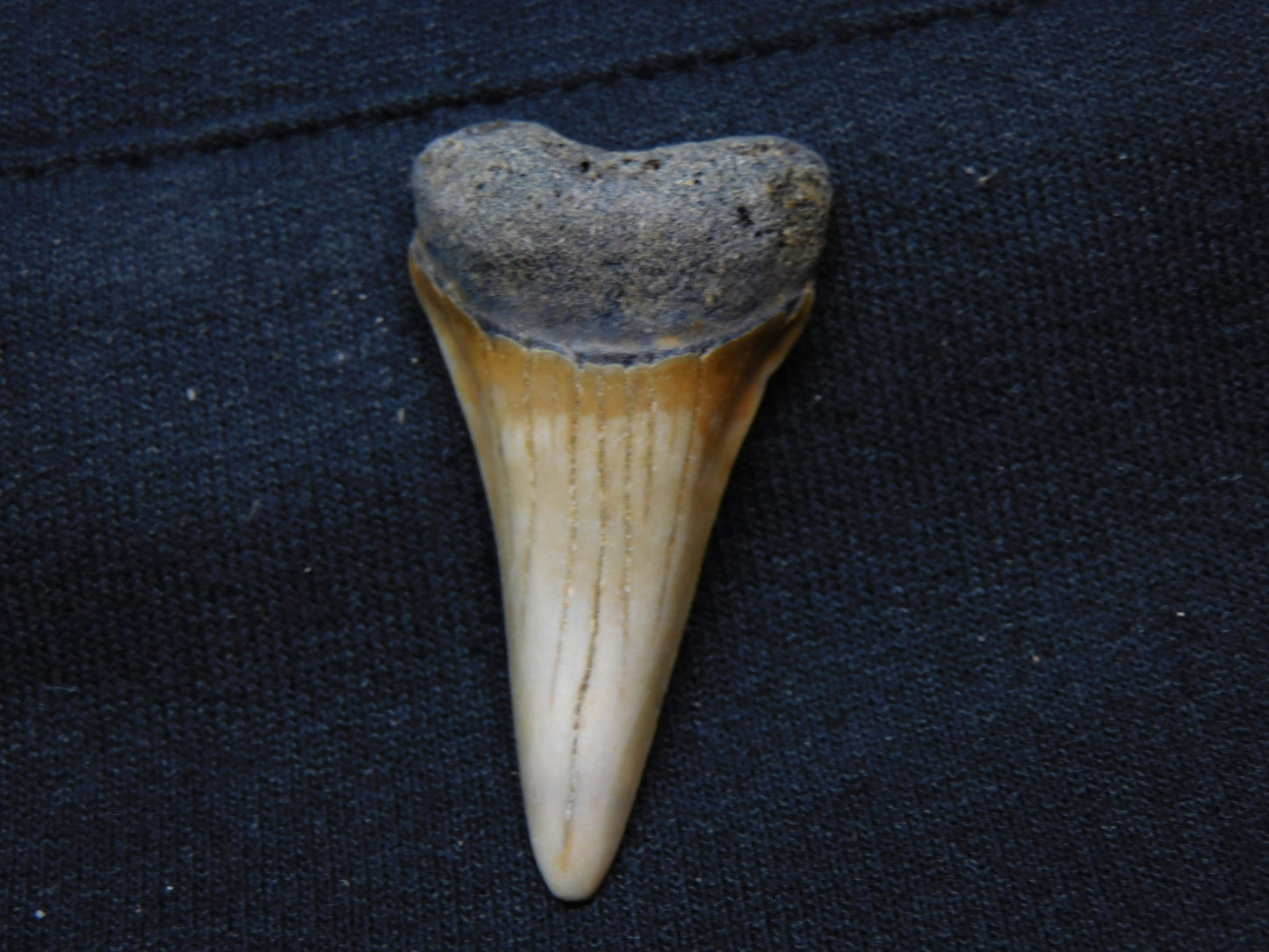 1.9" Lower Hastalis Shark Tooth