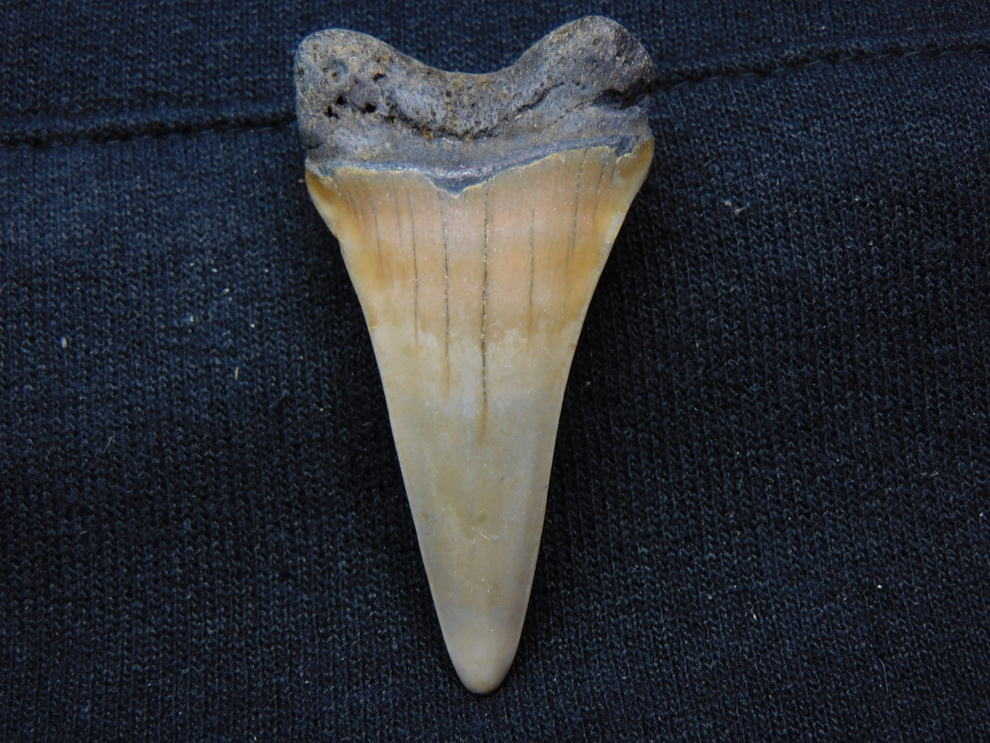 1.9" Lower Hastalis Shark Tooth