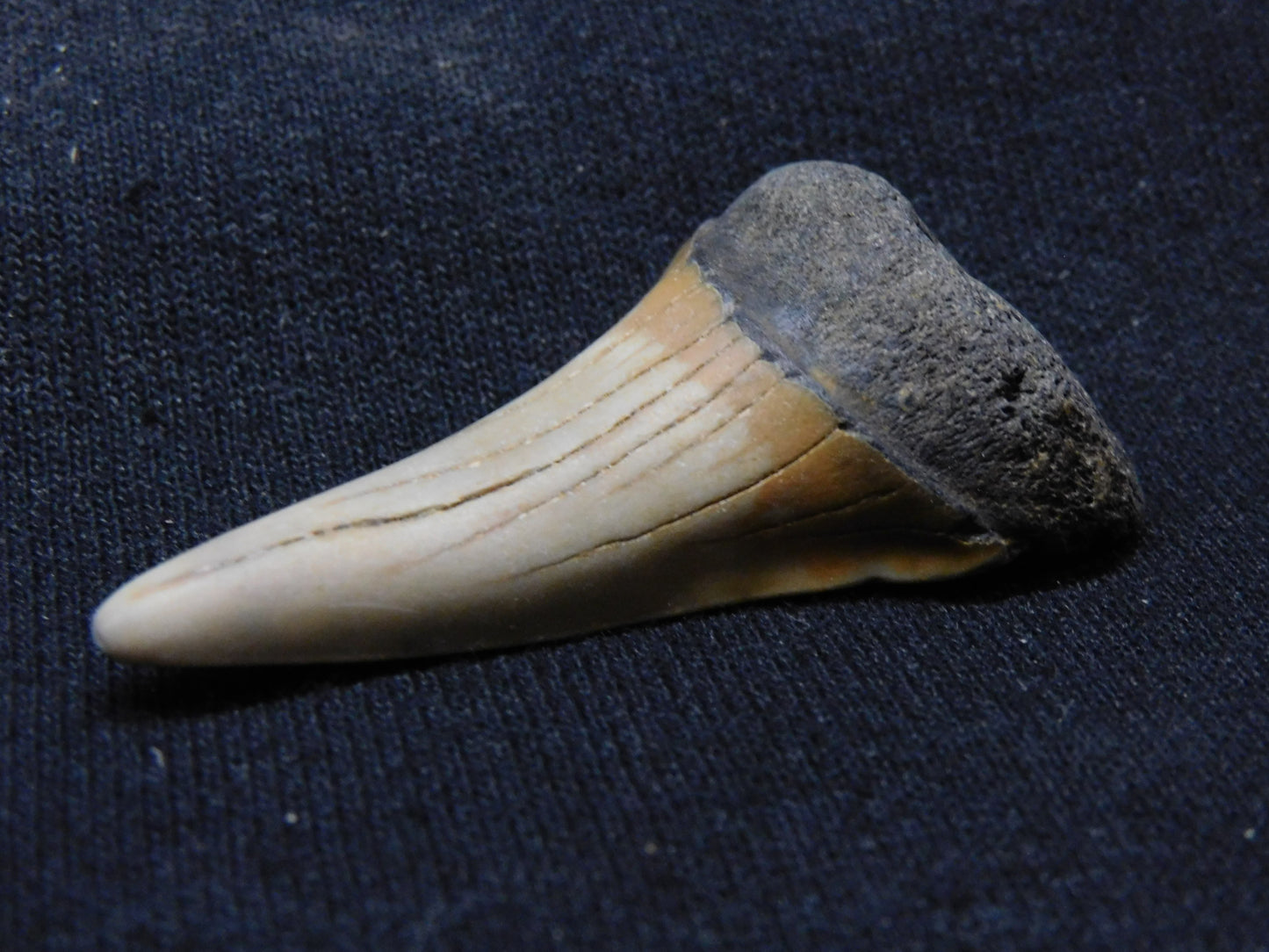 1.9" Lower Hastalis Shark Tooth