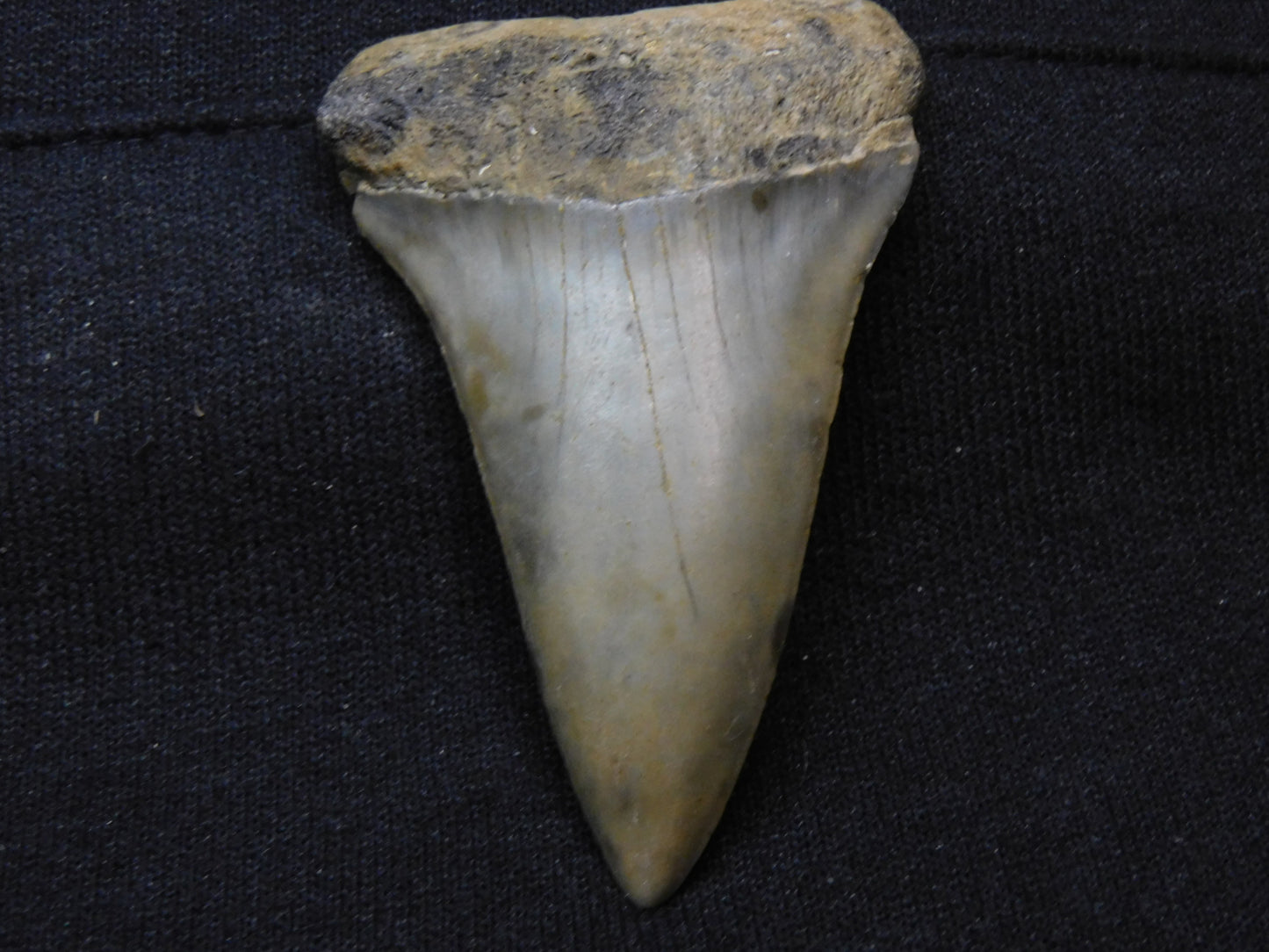 2.4"  Hastalis Shark Tooth