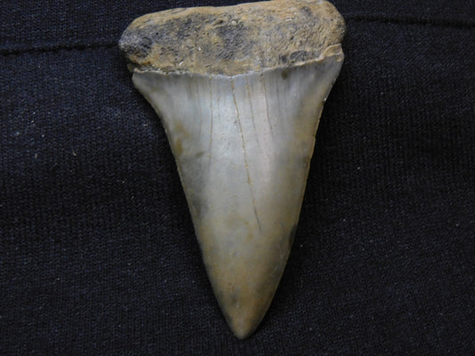 2.4"  Hastalis Shark Tooth